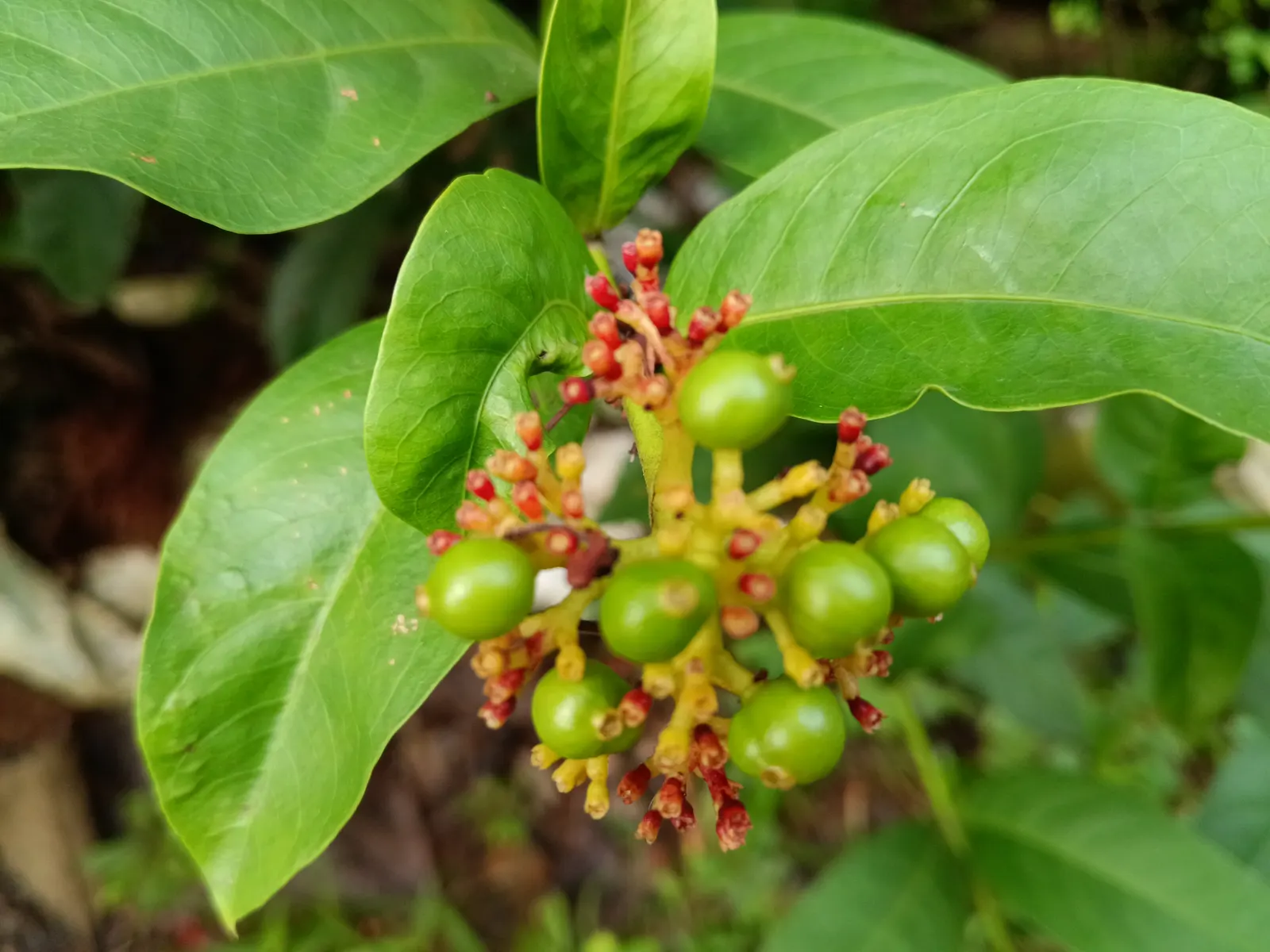 Flame Of The Woods (Ixora Coccinea) — It thrives in full sun, preferring well-draining, acidic soil; shrub with red blooms, image 41