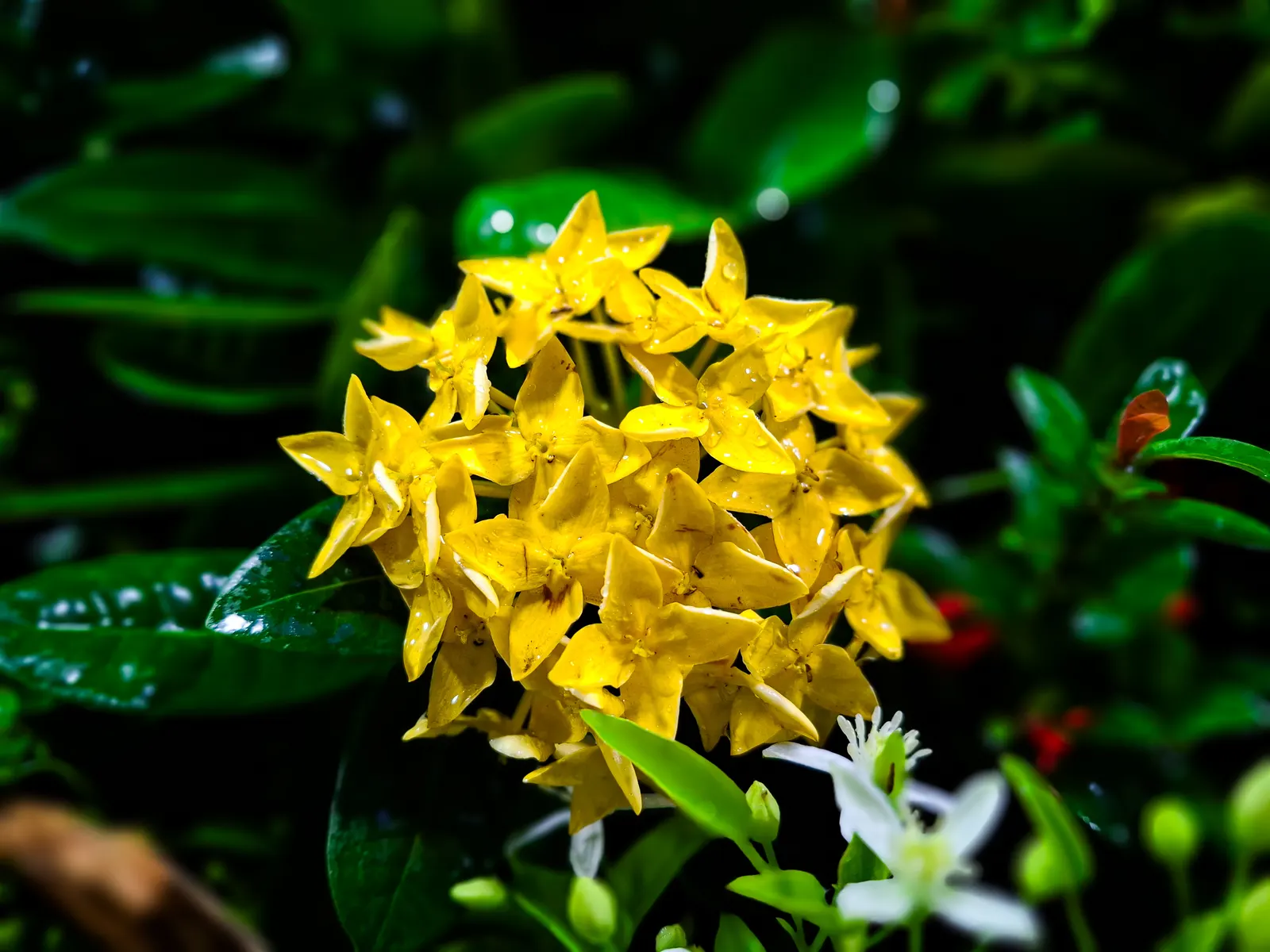 Flame Of The Woods (Ixora Coccinea) — commonly known as Flame of the Woods; with a mature size of up to 6 feet tall and 5 feet wide, it's ideal for, image 153