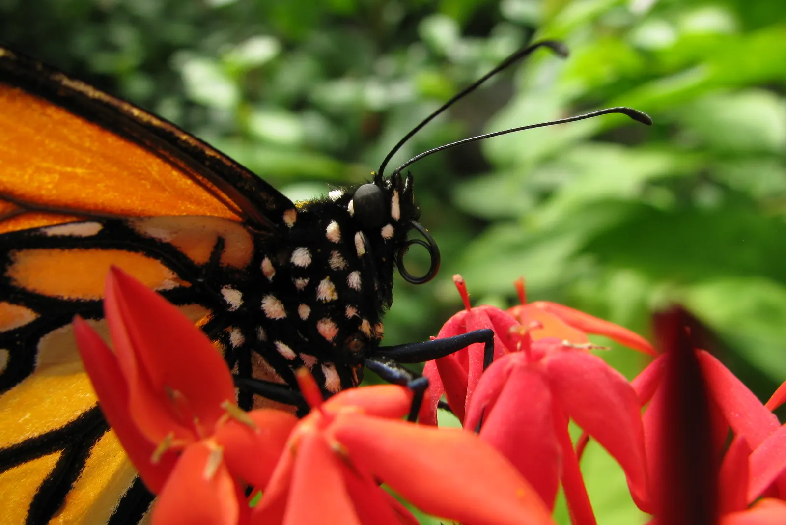 Flame Of The Woods (Ixora Coccinea) — commonly referred to as Flame of the Woods or Jungle Geranium; commonly known as Flame of the Woods