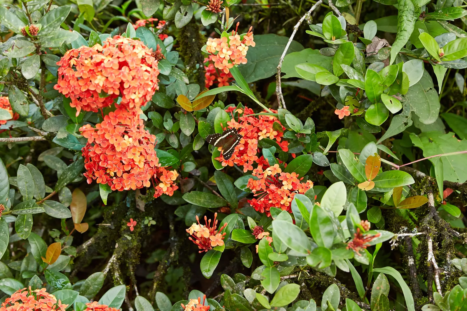 Flame Of The Woods (Ixora Coccinea) — Regular watering is necessary, but the roots should not sit in water to prevent root rot; requires regular watering and