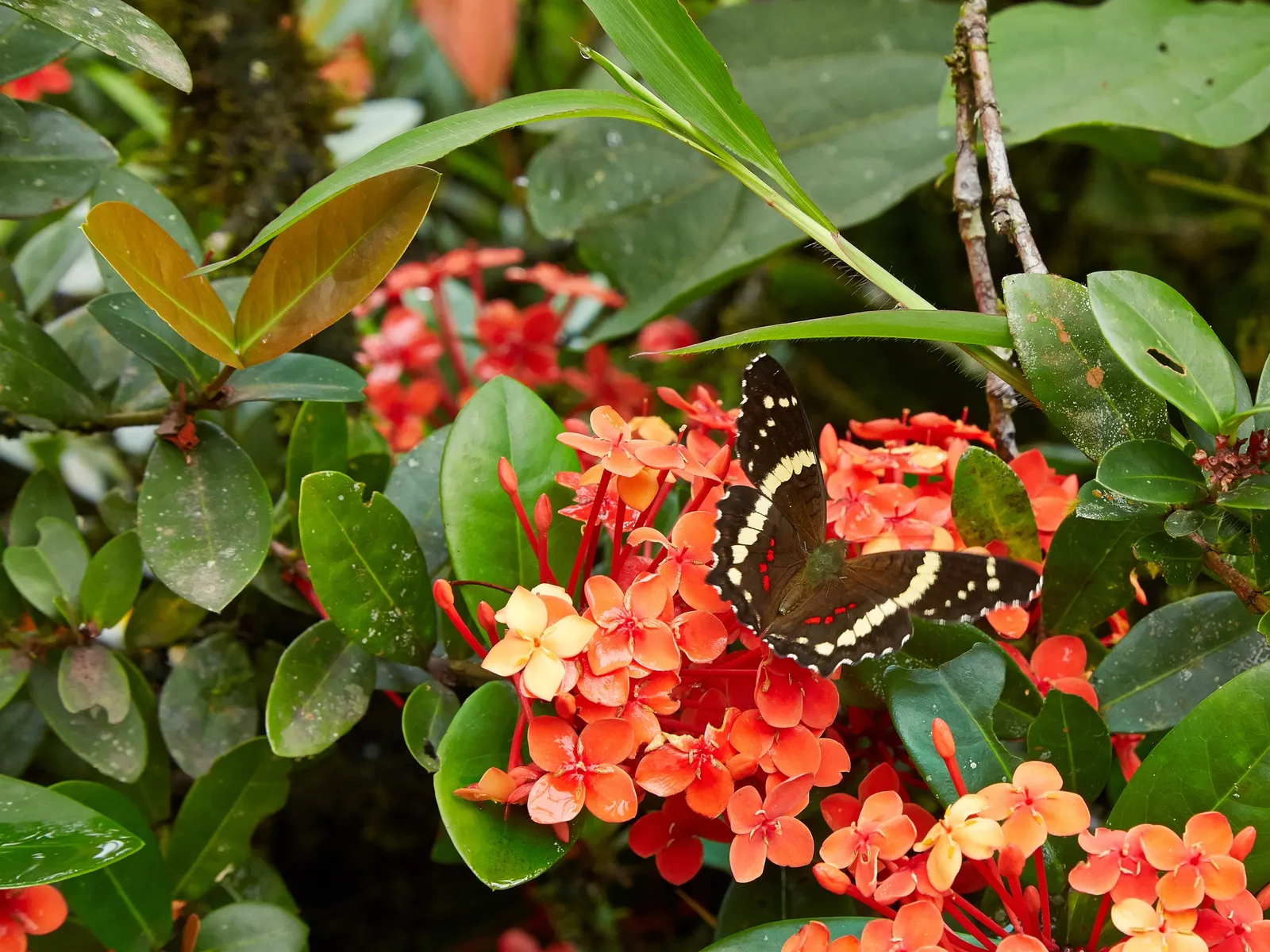 Flame Of The Woods (Ixora Coccinea) — shrub with red blooms; or yellow flower clusters which bloom throughout the year but are most abundant from late spring