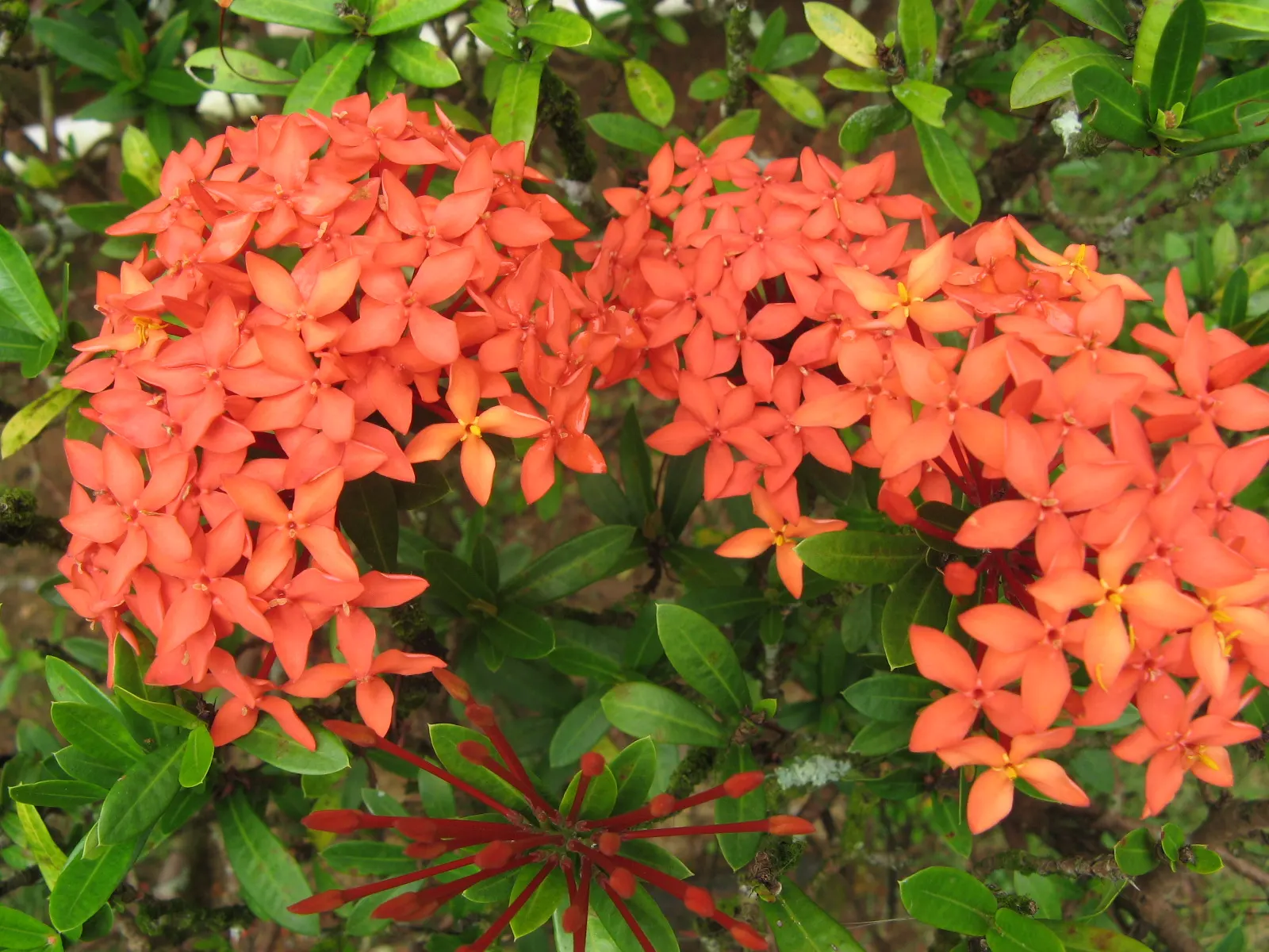 Flame Of The Woods (Ixora Coccinea) — Regular watering is necessary, but the roots should not sit in water to prevent root rot