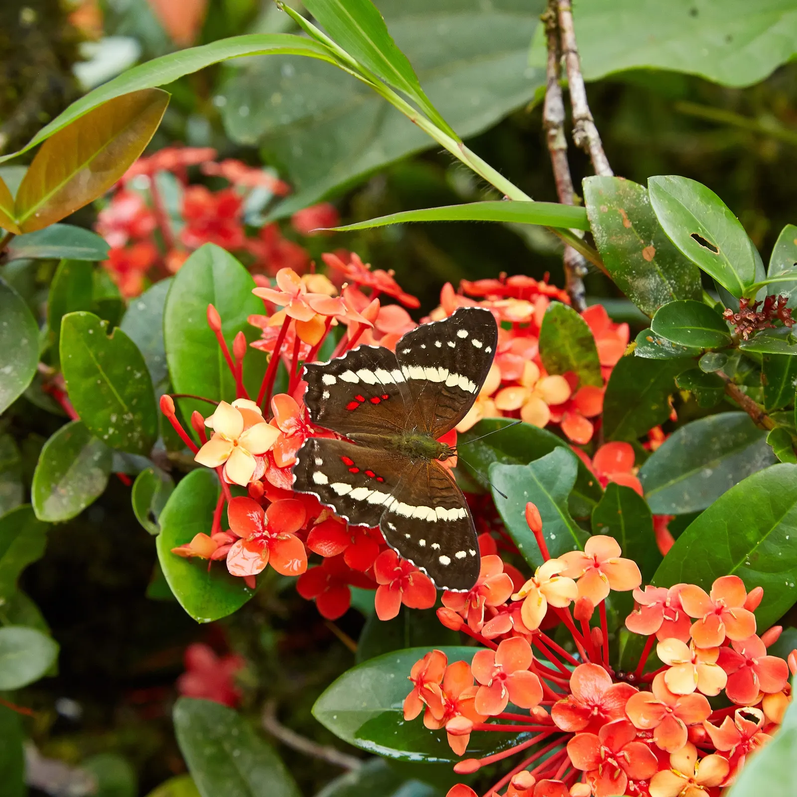 Flame Of The Woods (Ixora Coccinea) — It thrives in full sun, preferring well-draining, acidic soil; shrub with red blooms, image 98