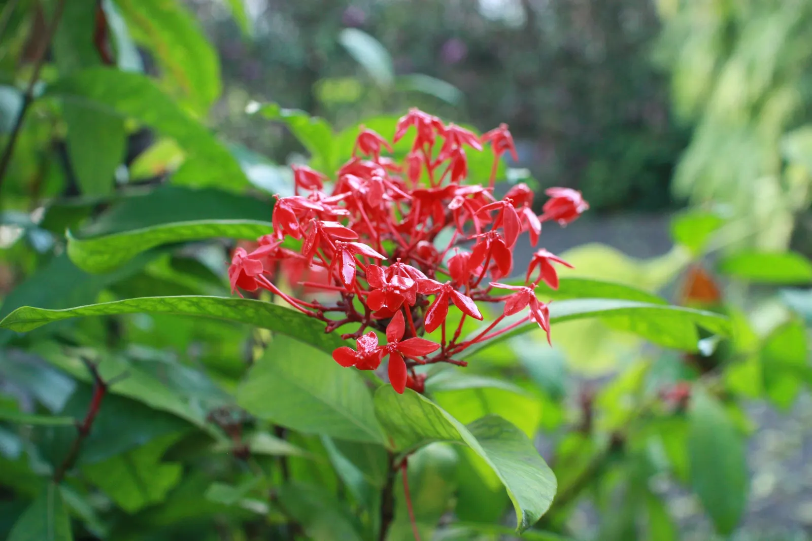 Flame Of The Woods (Ixora Coccinea) — commonly known as Flame of the Woods; with a mature size of up to 6 feet tall and 5 feet wide, it's ideal for, image 115