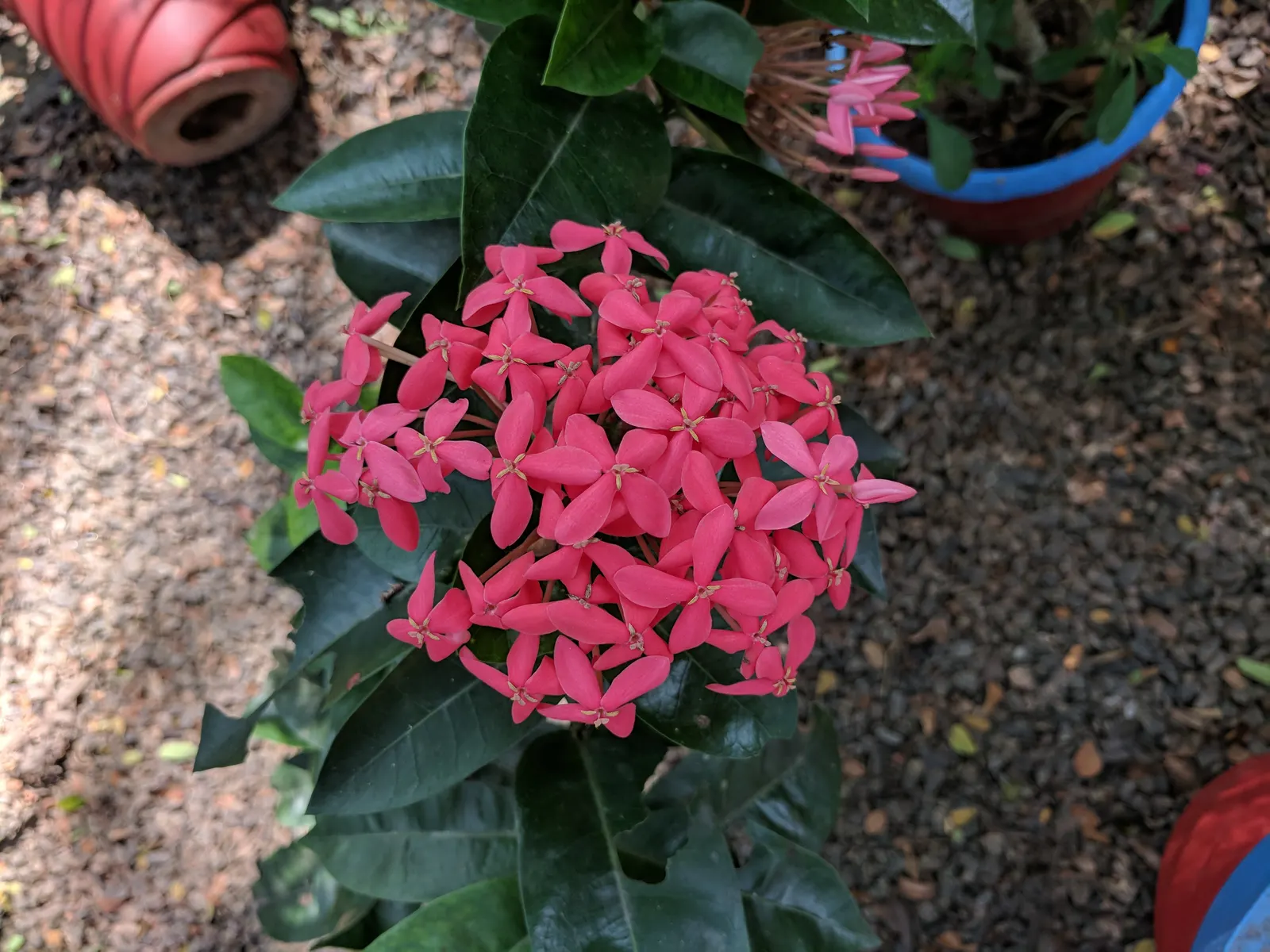 Flame Of The Woods (Ixora Coccinea) — but in perfect growing conditions; shrub for half, image 147