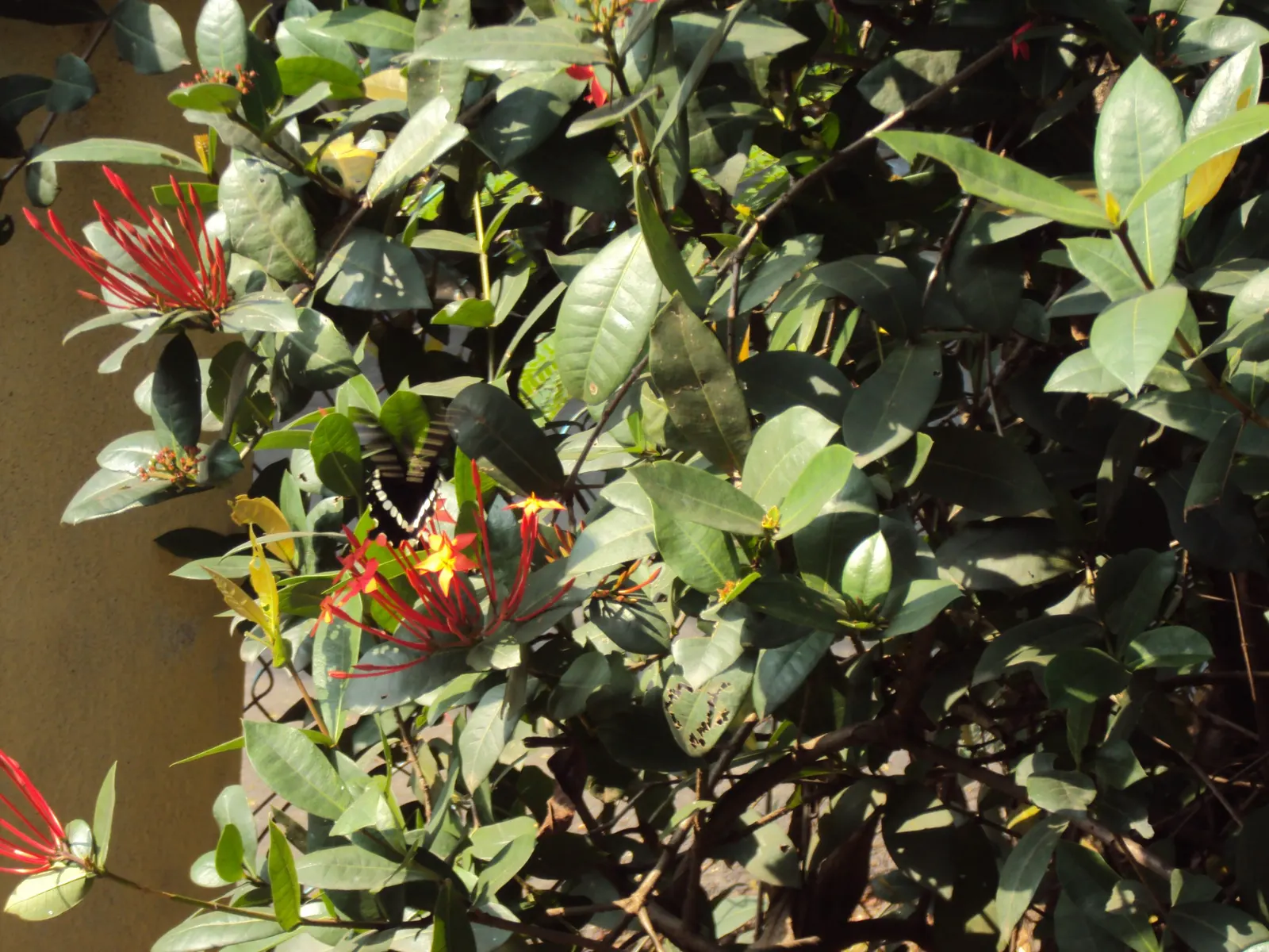 Flame Of The Woods (Ixora Coccinea) — it can surge up to 12 feet.<br><br>Regular pruning can maintain desired shapes and sizes; is a vibrant, image 148