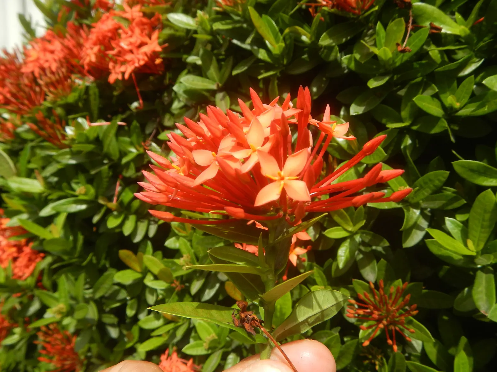 Flame Of The Woods (Ixora Coccinea) — Regular watering is necessary, but the roots should not sit in water to prevent root rot; requires regular, image 107