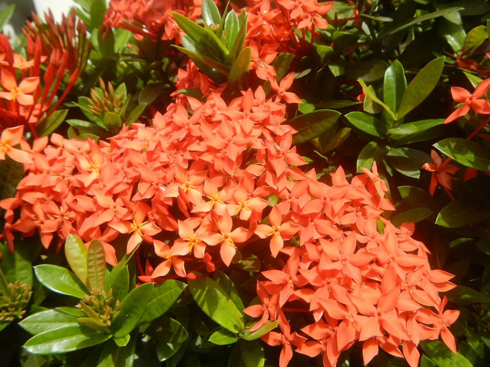 Flame Of The Woods (Ixora Coccinea) — commonly known as Flame of the Woods; with a mature size of up to 6 feet tall and 5 feet wide, it's ideal for, image 58