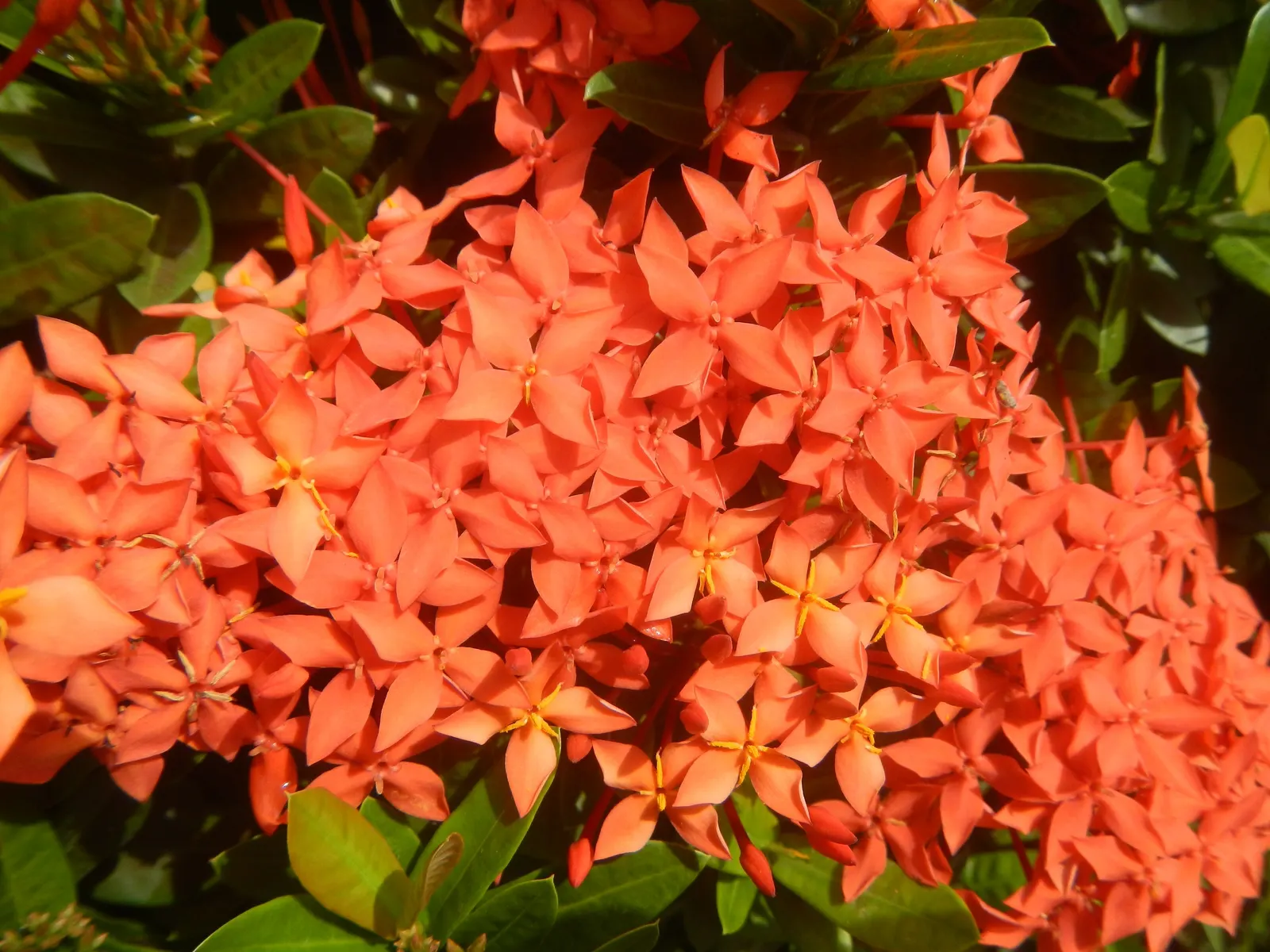 Flame Of The Woods (Ixora Coccinea) — Regular watering is necessary, but the roots should not sit in water to prevent root rot; requires regular, image 69