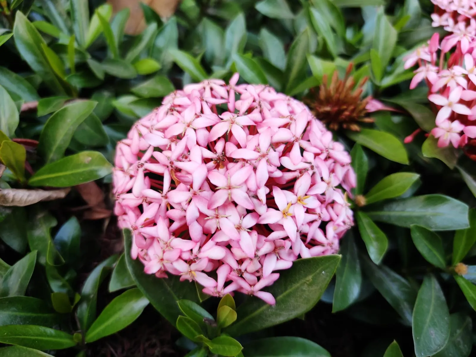 Flame Of The Woods (Ixora Coccinea) — With a mature size of up to 6 feet tall and 5 feet wide, it's ideal for hedges or as a focal plant