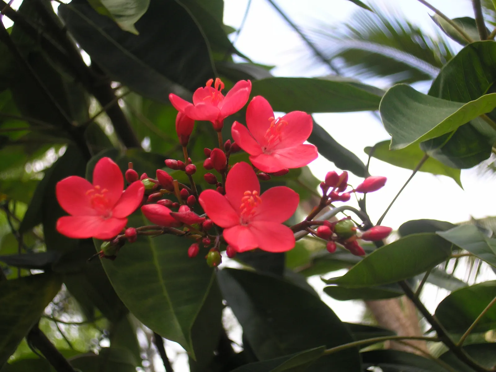 Flame Of The Woods (Ixora Coccinea) — but in perfect growing conditions; shrub for half, image 109