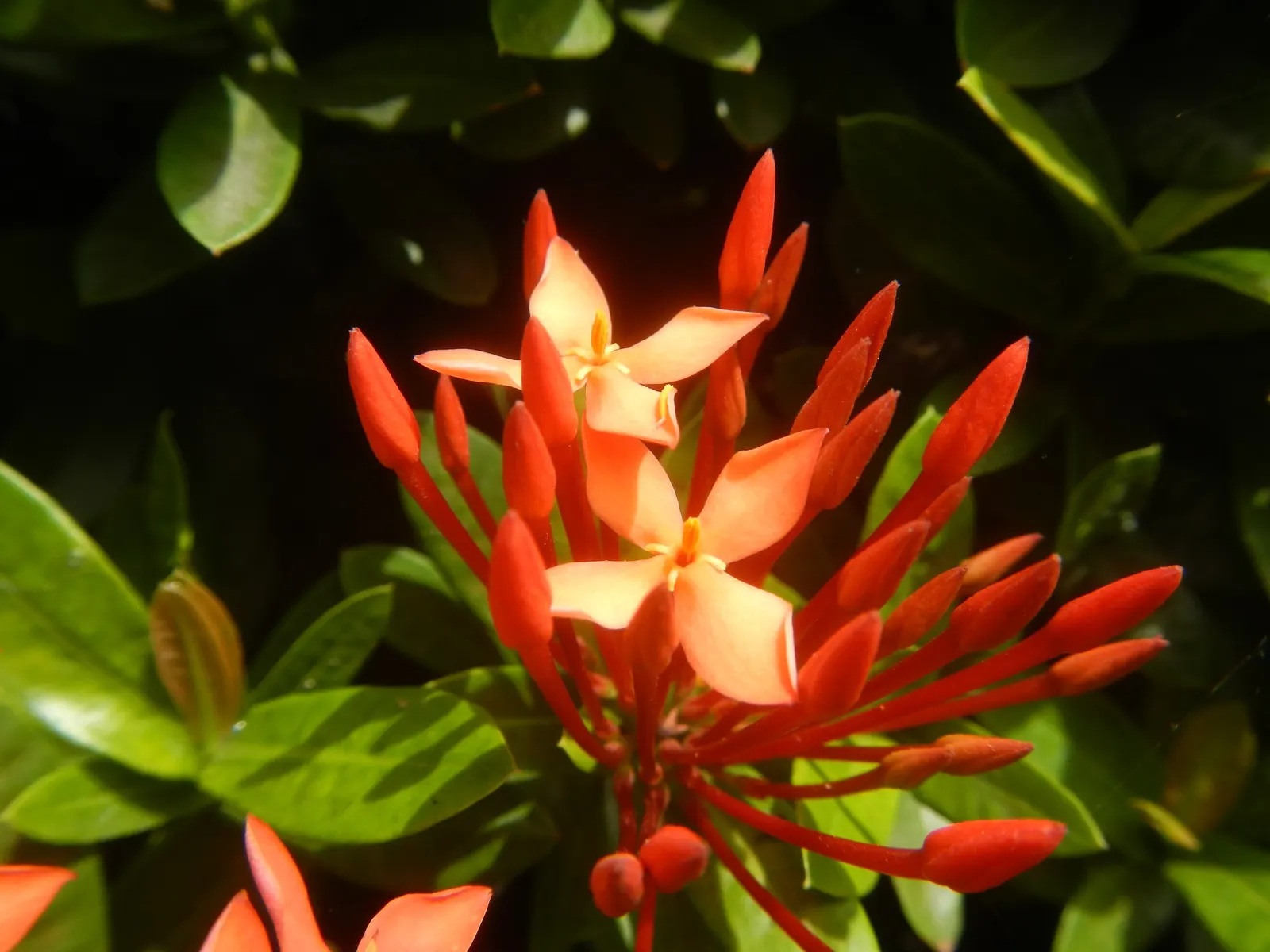 Flame Of The Woods (Ixora Coccinea) — It thrives in full sun, preferring well-draining, acidic soil; shrub with red blooms, image 136
