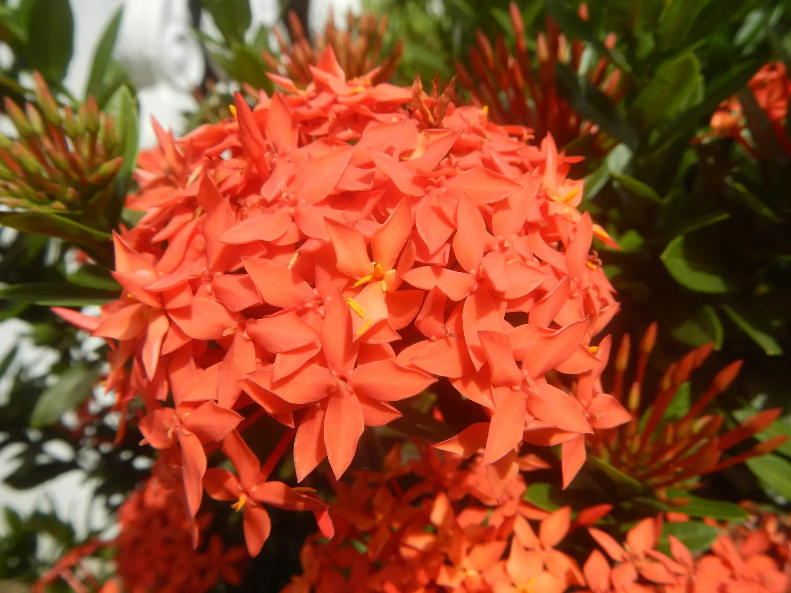 Flame Of The Woods (Ixora Coccinea) — It's cherished for its profusion of fiery red; it can surge up to 12 feet.<br><br>Regular pruning can, image 65