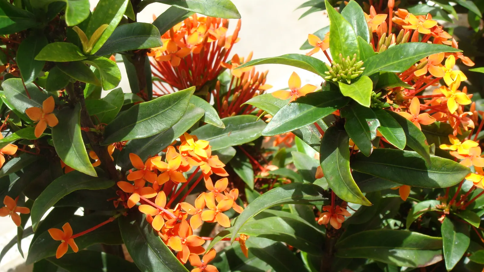 Flame Of The Woods (Ixora Coccinea) — It's cherished for its profusion of fiery red; it can surge up to 12 feet.<br><br>Regular pruning can, image 122
