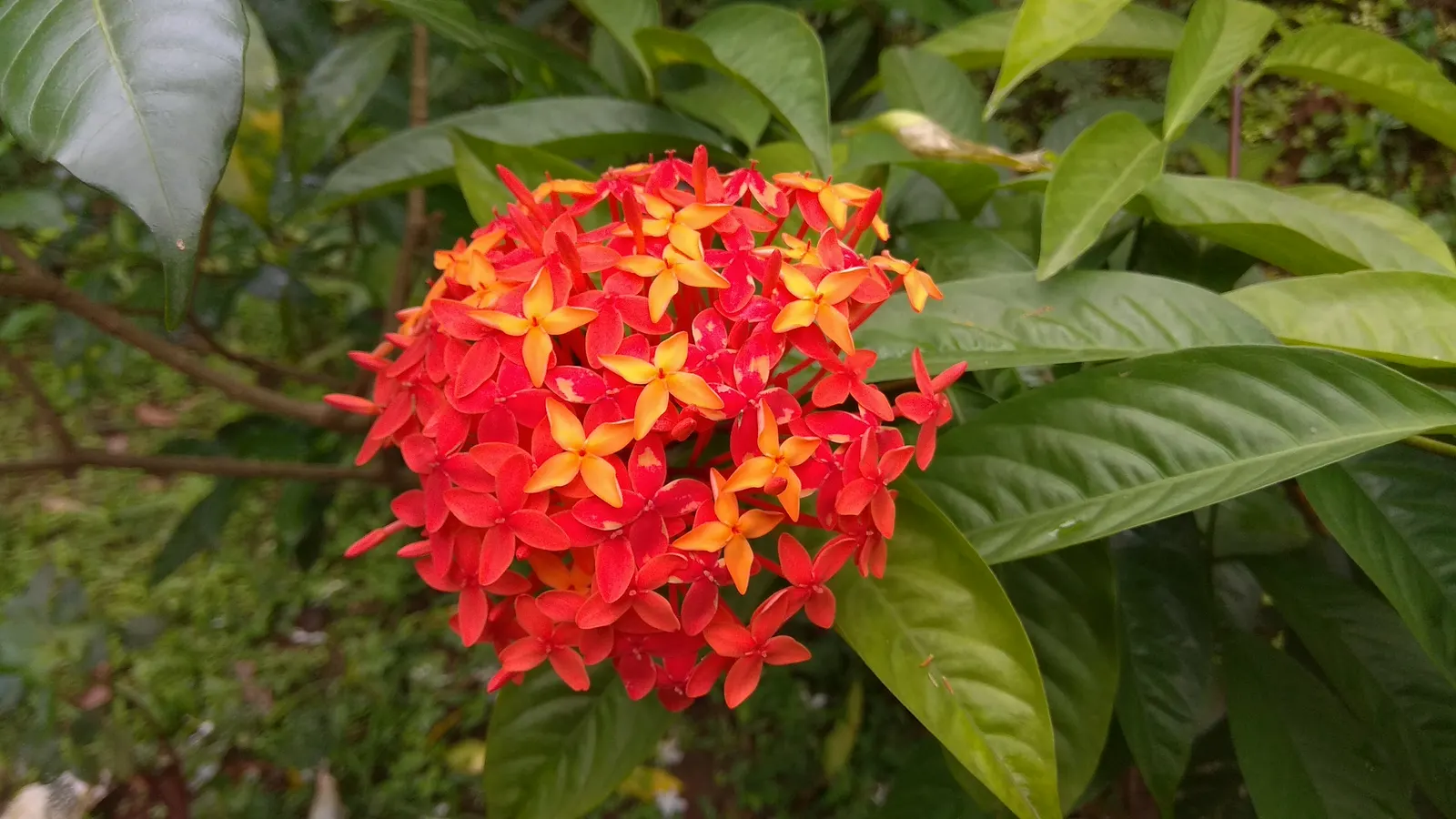 Flame Of The Woods (Ixora Coccinea) — It's cherished for its profusion of fiery red; it can surge up to 12 feet.<br><br>Regular pruning can, image 84