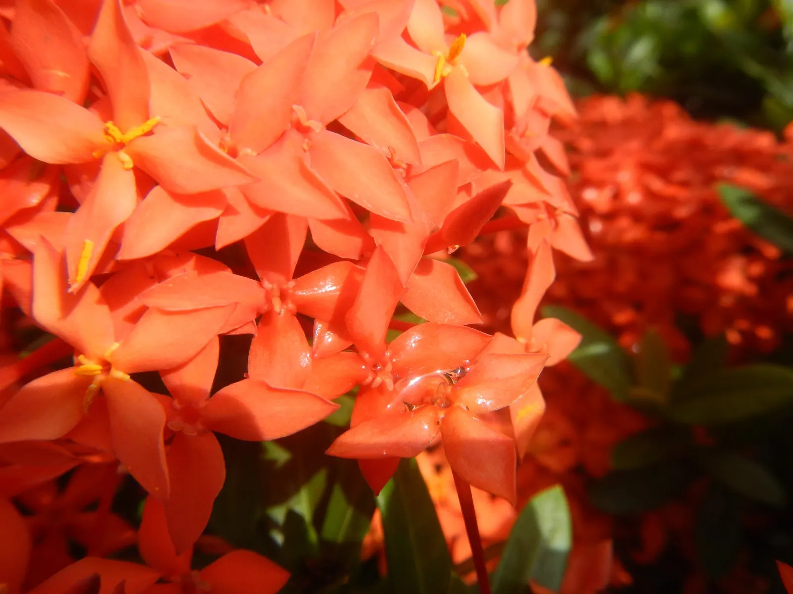 Flame Of The Woods (Ixora Coccinea) — commonly known as Flame of the Woods; with a mature size of up to 6 feet tall and 5 feet wide, it's ideal for hedges or