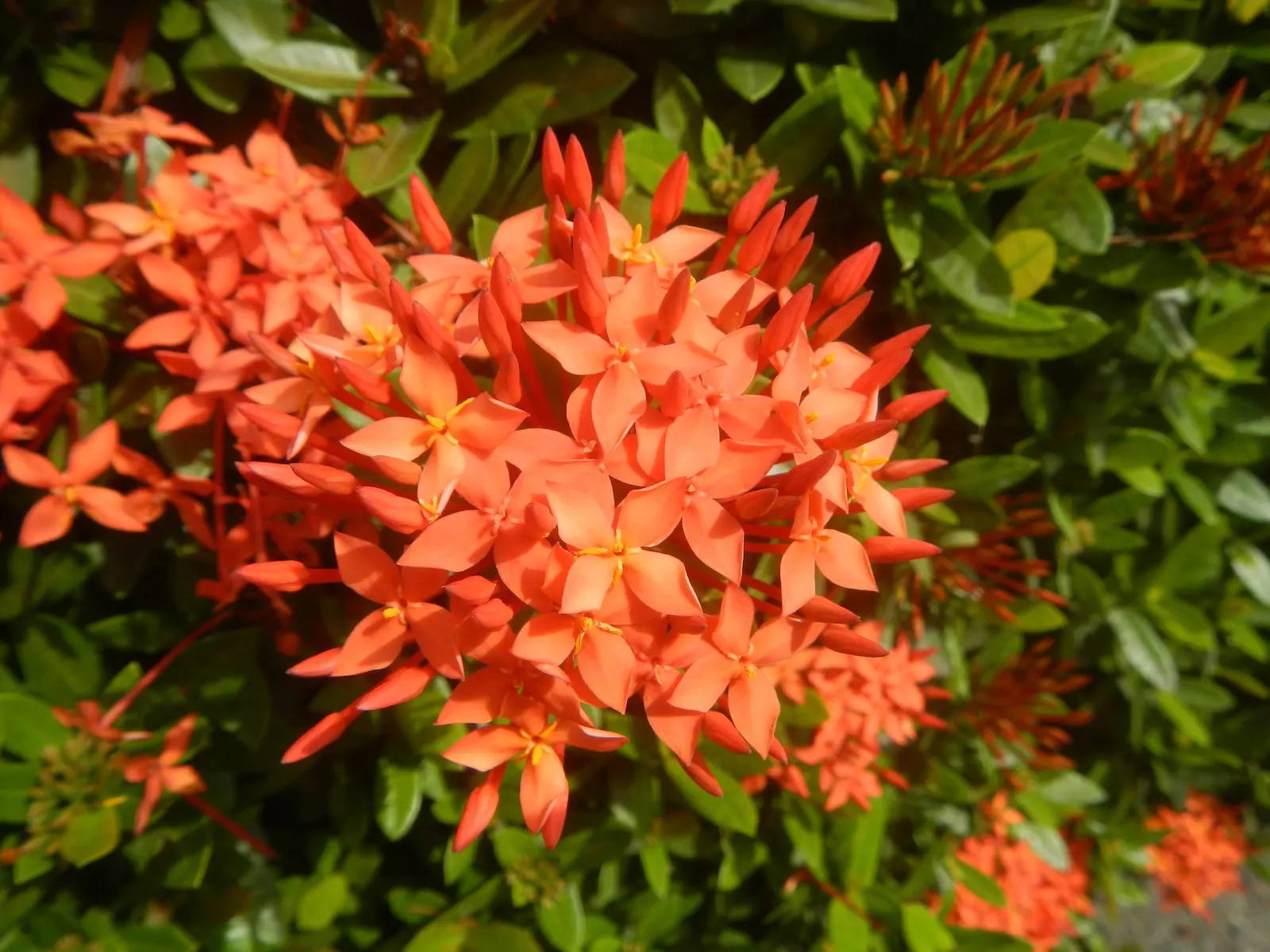 Flame Of The Woods (Ixora Coccinea) — is an evergreen shrub identified by its striking cluster of red flowers; flame of the Woods requires, image 59