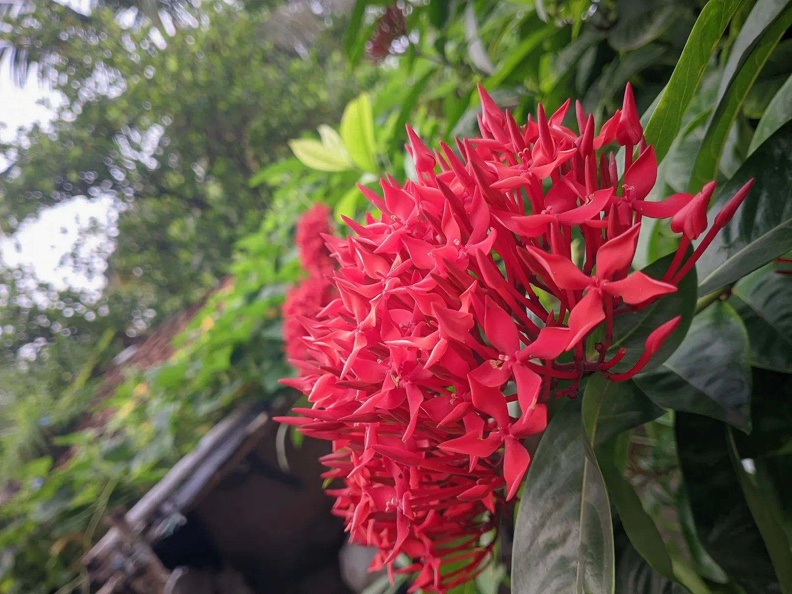 Flame Of The Woods (Ixora Coccinea) — is an evergreen shrub identified by its striking cluster of red flowers; flame of the Woods requires, image 40