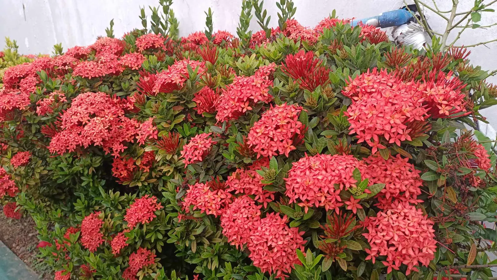 Flame Of The Woods (Ixora Coccinea) — it can surge up to 12 feet.<br><br>Regular pruning can maintain desired shapes and sizes; is a vibrant, image 53