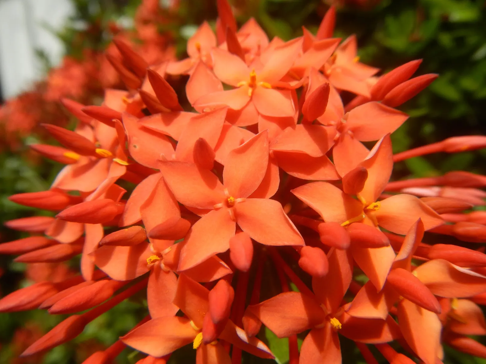 Flame Of The Woods (Ixora Coccinea) — It's cherished for its profusion of fiery red; it can surge up to 12 feet.<br><br>Regular pruning can, image 103