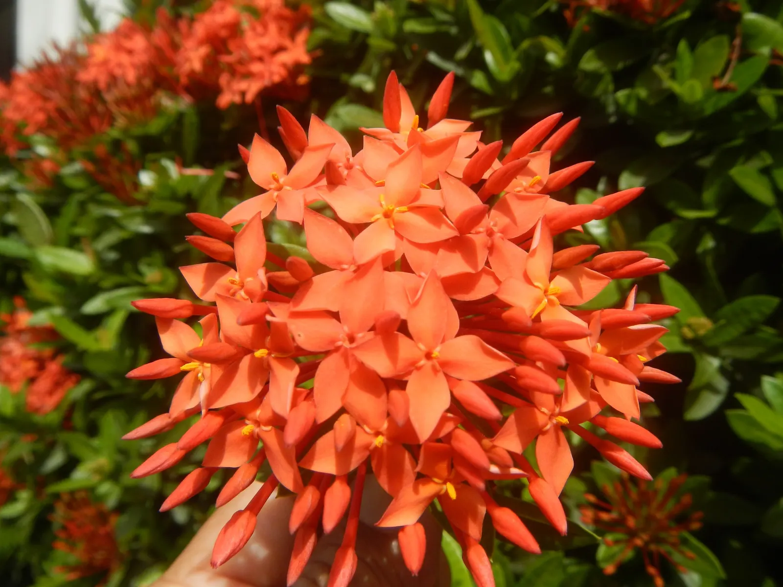 Flame Of The Woods (Ixora Coccinea) — shrub with red blooms; or yellow flower clusters which bloom throughout the year but are most abundant from, image 113