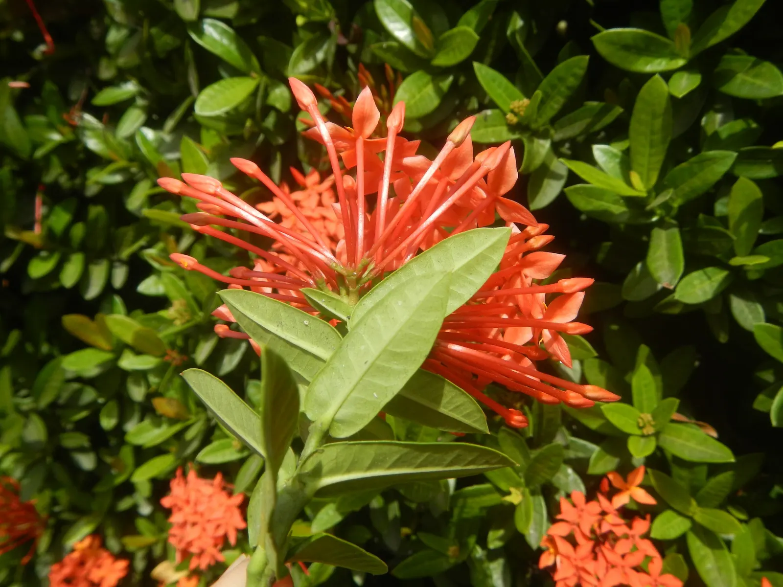 Flame Of The Woods (Ixora Coccinea) — it can surge up to 12 feet.<br><br>Regular pruning can maintain desired shapes and sizes