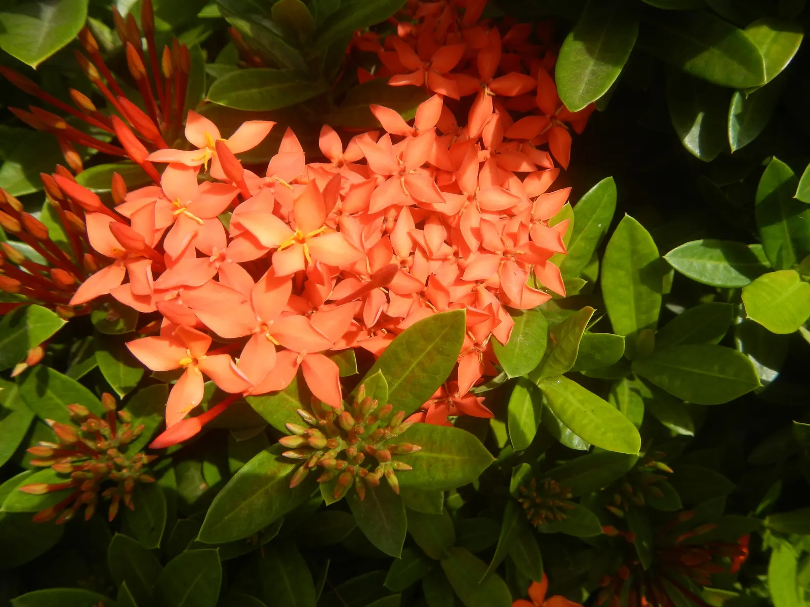 Flame Of The Woods (Ixora Coccinea) — It's cherished for its profusion of fiery red; it can surge up to 12 feet.<br><br>Regular pruning can maintain desired