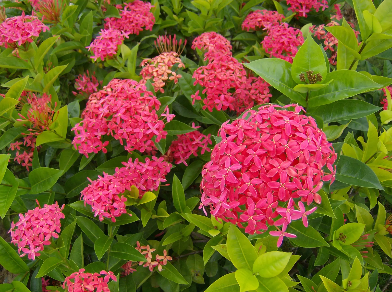 Flame Of The Woods (Ixora Coccinea) — is a vibrant evergreen shrub that adds a tropical flare to the landscape; it's cherished for its profusion of, image 64
