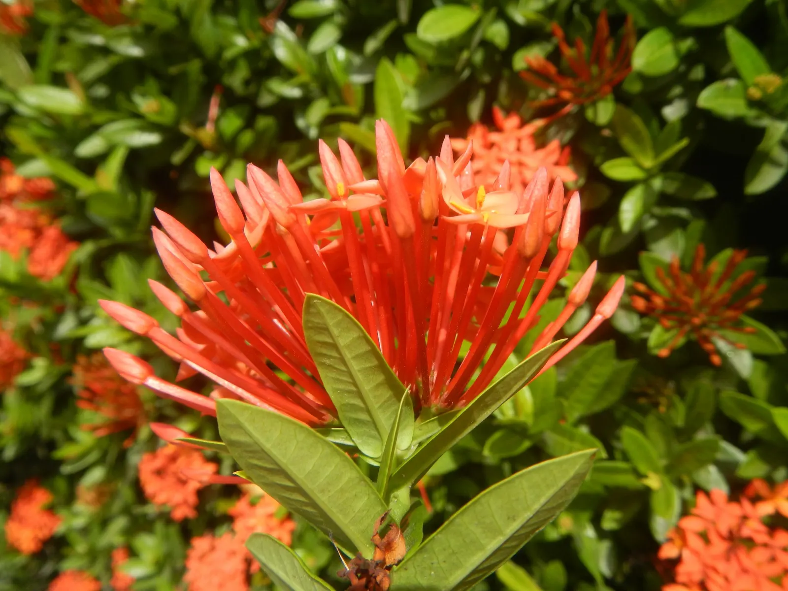 Flame Of The Woods (Ixora Coccinea) — Flame of the Woods requires well-drained, moderately fertile soil with a slightly acidic to neutral pH; red flowers in