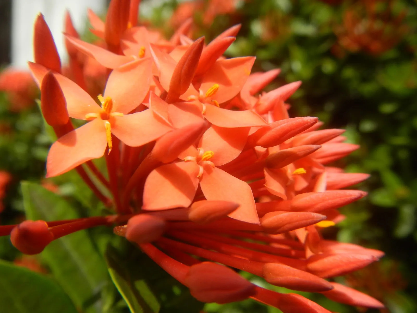 Flame Of The Woods (Ixora Coccinea) — making Ixora coccinea well-suited for hedges or as a standout specimen plant