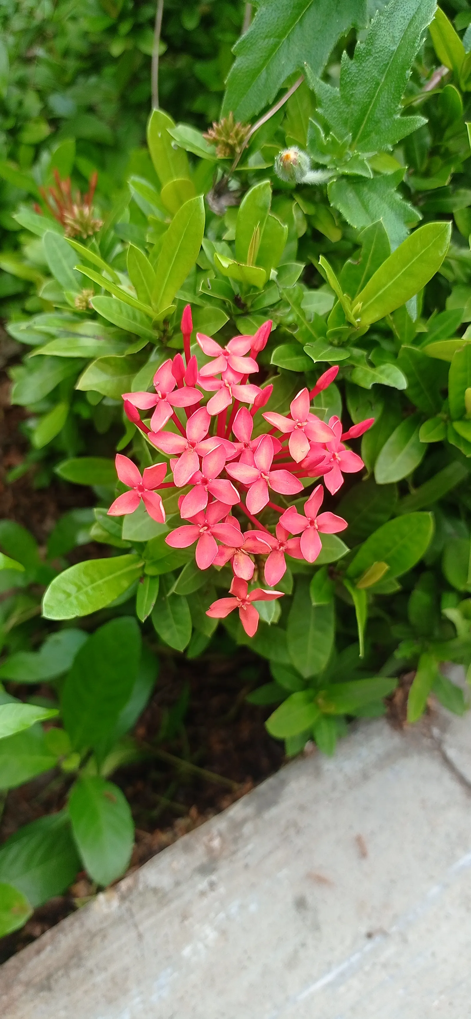 Flame Of The Woods (Ixora Coccinea) — red flowers in the garden; is an evergreen shrub identified by its striking cluster of red flowers, image 112