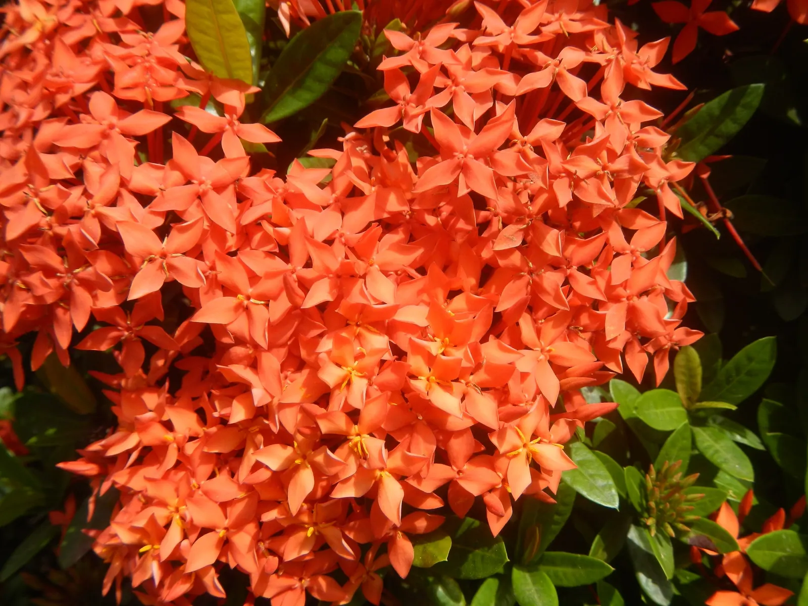 Flame Of The Woods (Ixora Coccinea) — shrub for half; making Ixora coccinea well-suited for hedges or as a standout specimen plant, image 152