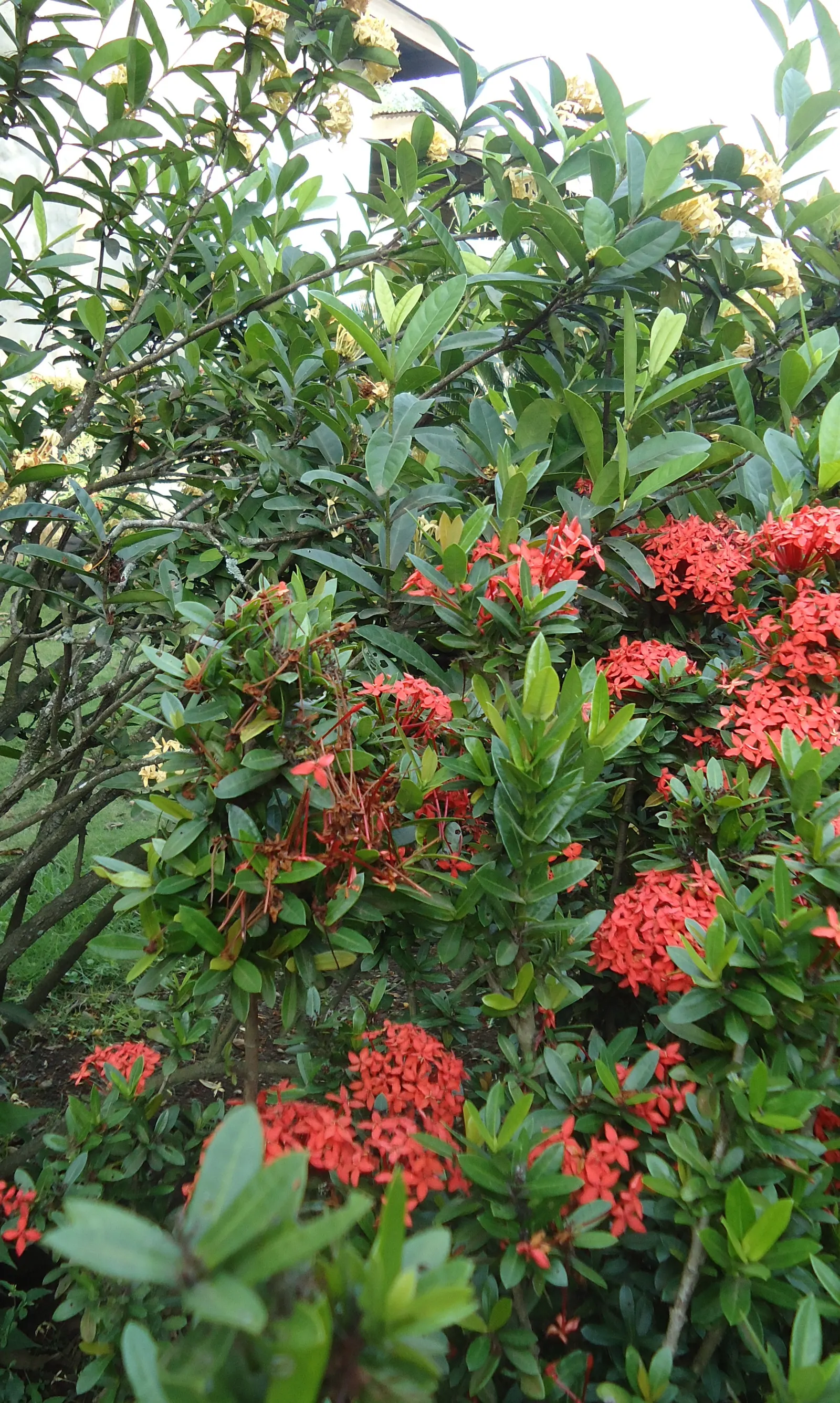 Flame Of The Woods (Ixora Coccinea) — commonly known as Flame of the Woods; with a mature size of up to 6 feet tall and 5 feet wide, it's ideal for, image 134