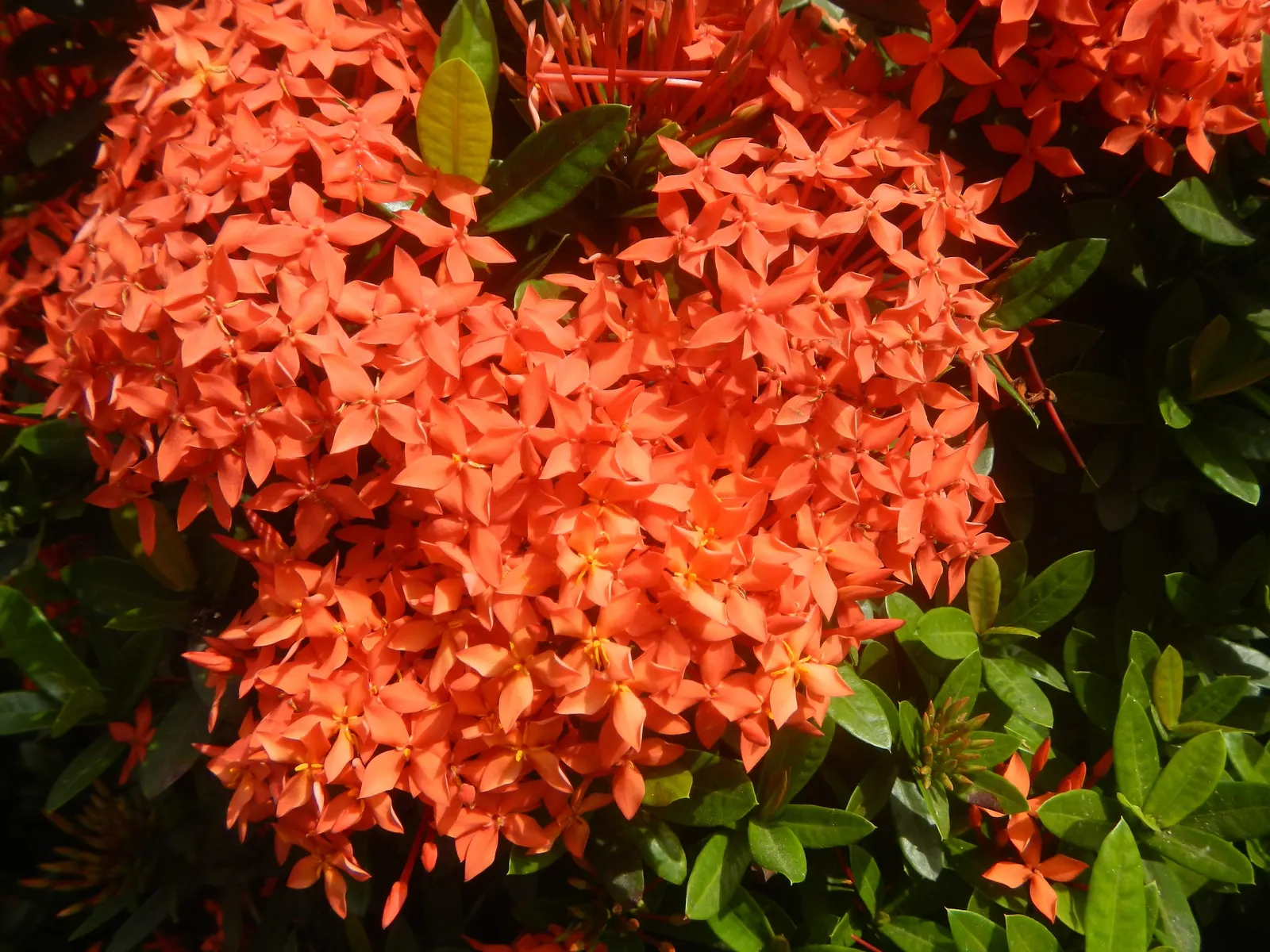 Flame Of The Woods (Ixora Coccinea) — is a vibrant evergreen shrub that adds a tropical flare to the landscape
