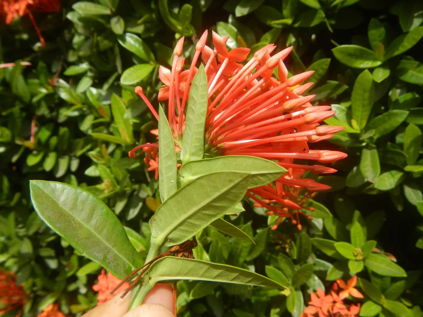 Flame Of The Woods (Ixora Coccinea) — shrub for half; making Ixora coccinea well-suited for hedges or as a standout specimen plant