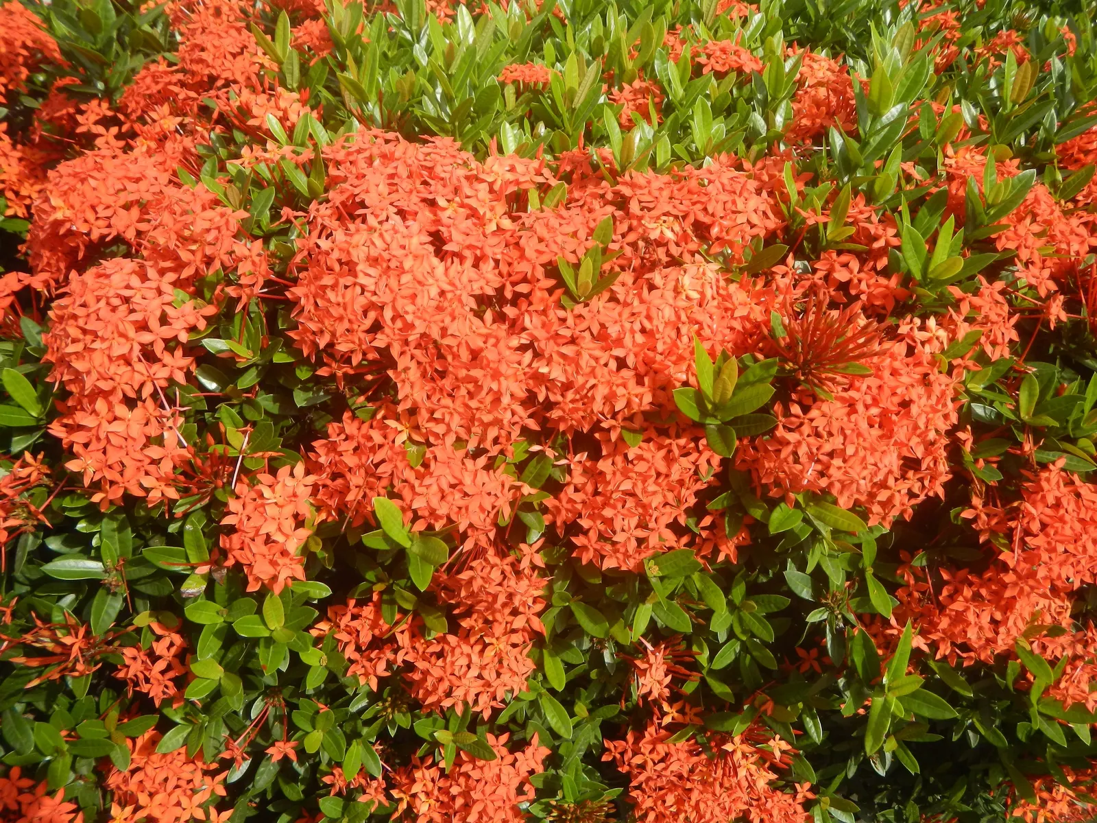Flame Of The Woods (Ixora Coccinea) — commonly known as Flame of the Woods; with a mature size of up to 6 feet tall and 5 feet wide, it's ideal for, image 39