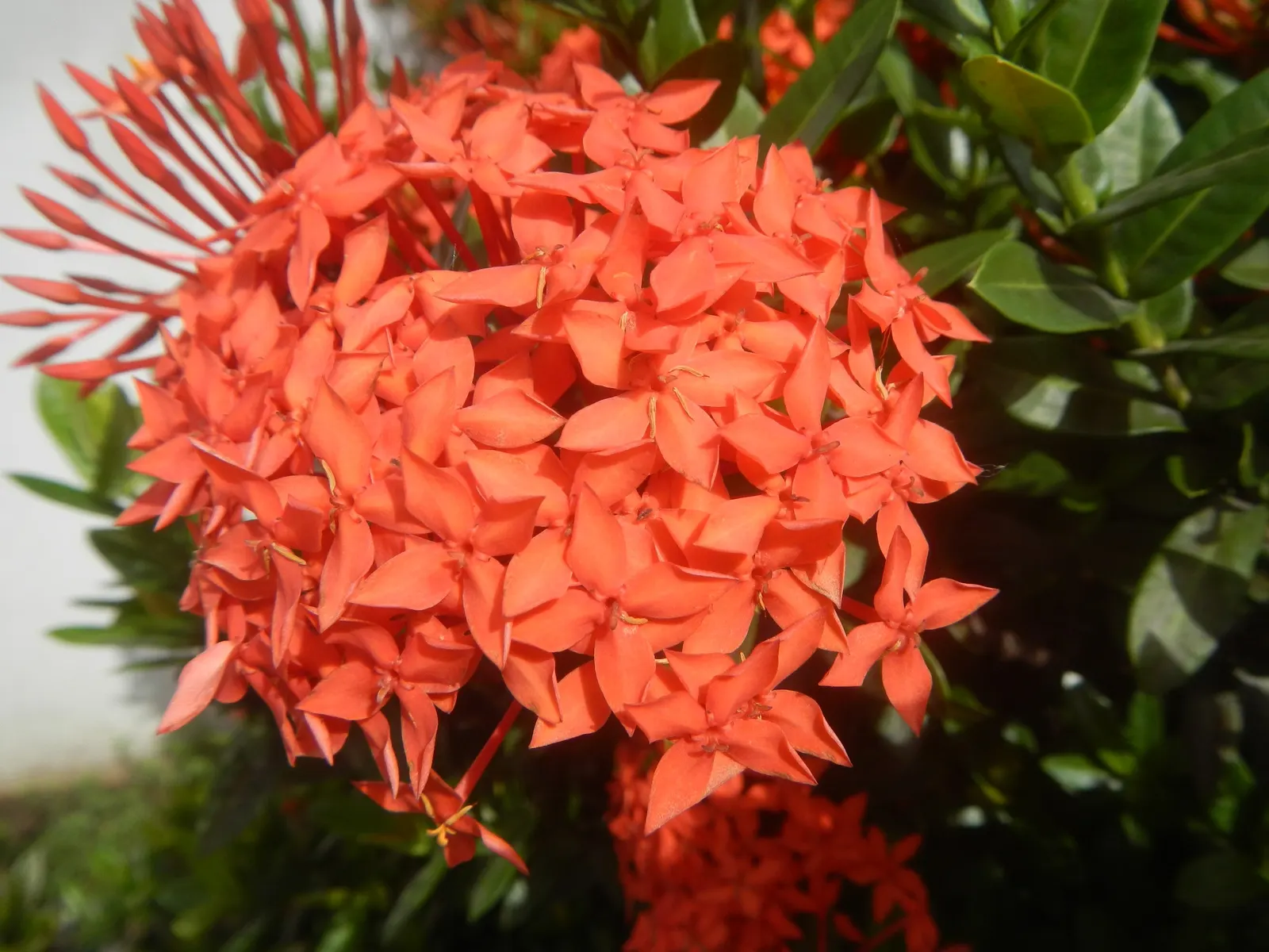 Flame Of The Woods (Ixora Coccinea) — is a vibrant evergreen shrub that adds a tropical flare to the landscape; it's cherished for its profusion of, image 121