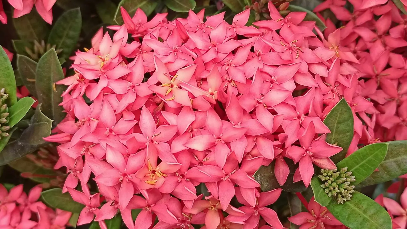 Flame Of The Woods (Ixora Coccinea) — Requires regular watering and periodic feeding for optimal blooming; it typically reaches a height and spread, image 62