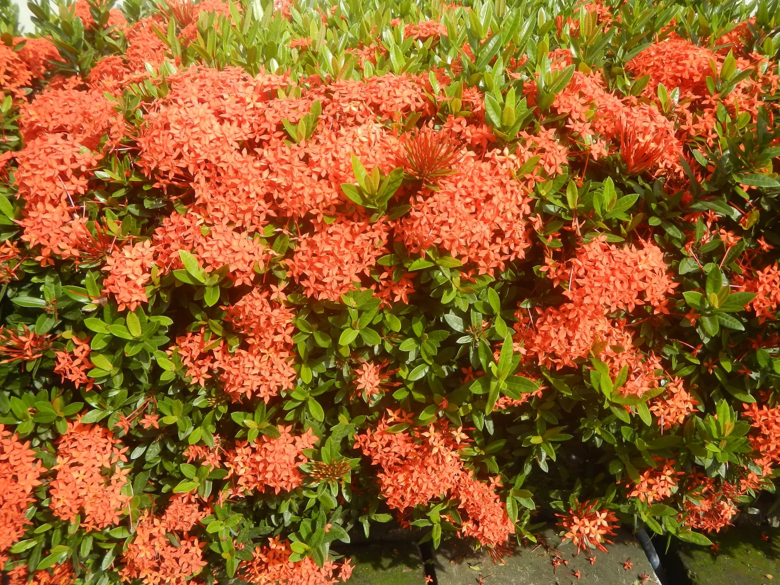 Flame Of The Woods (Ixora Coccinea) — It thrives in full sun, preferring well-draining, acidic soil; shrub with red blooms, image 117