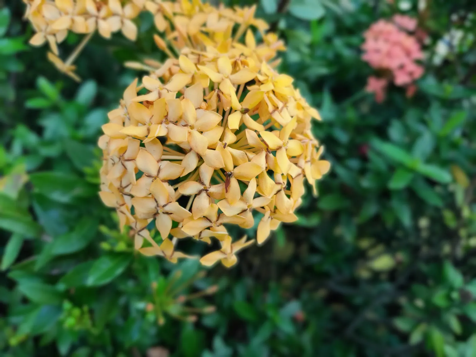 Flame Of The Woods (Ixora Coccinea) — is an evergreen shrub identified by its striking cluster of red flowers; flame of the Woods requires, image 135