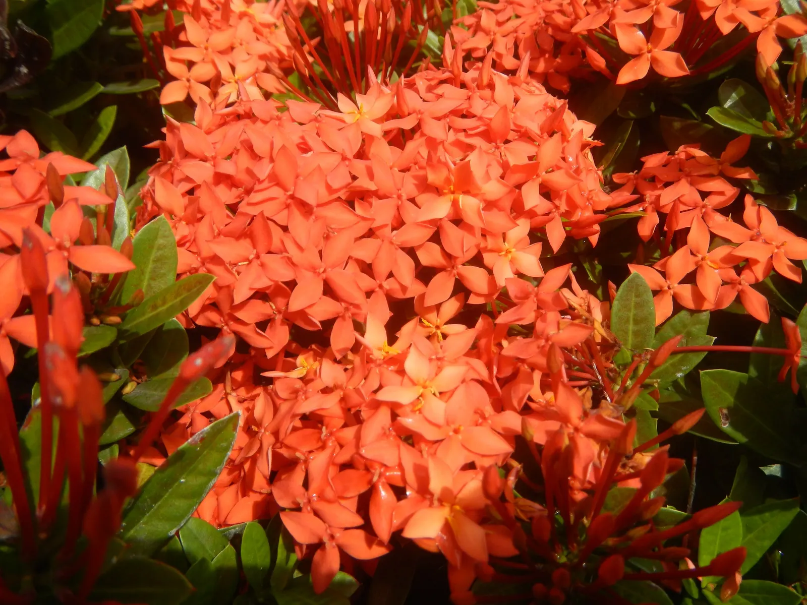 Flame Of The Woods (Ixora Coccinea) — but in perfect growing conditions; shrub for half, image 71