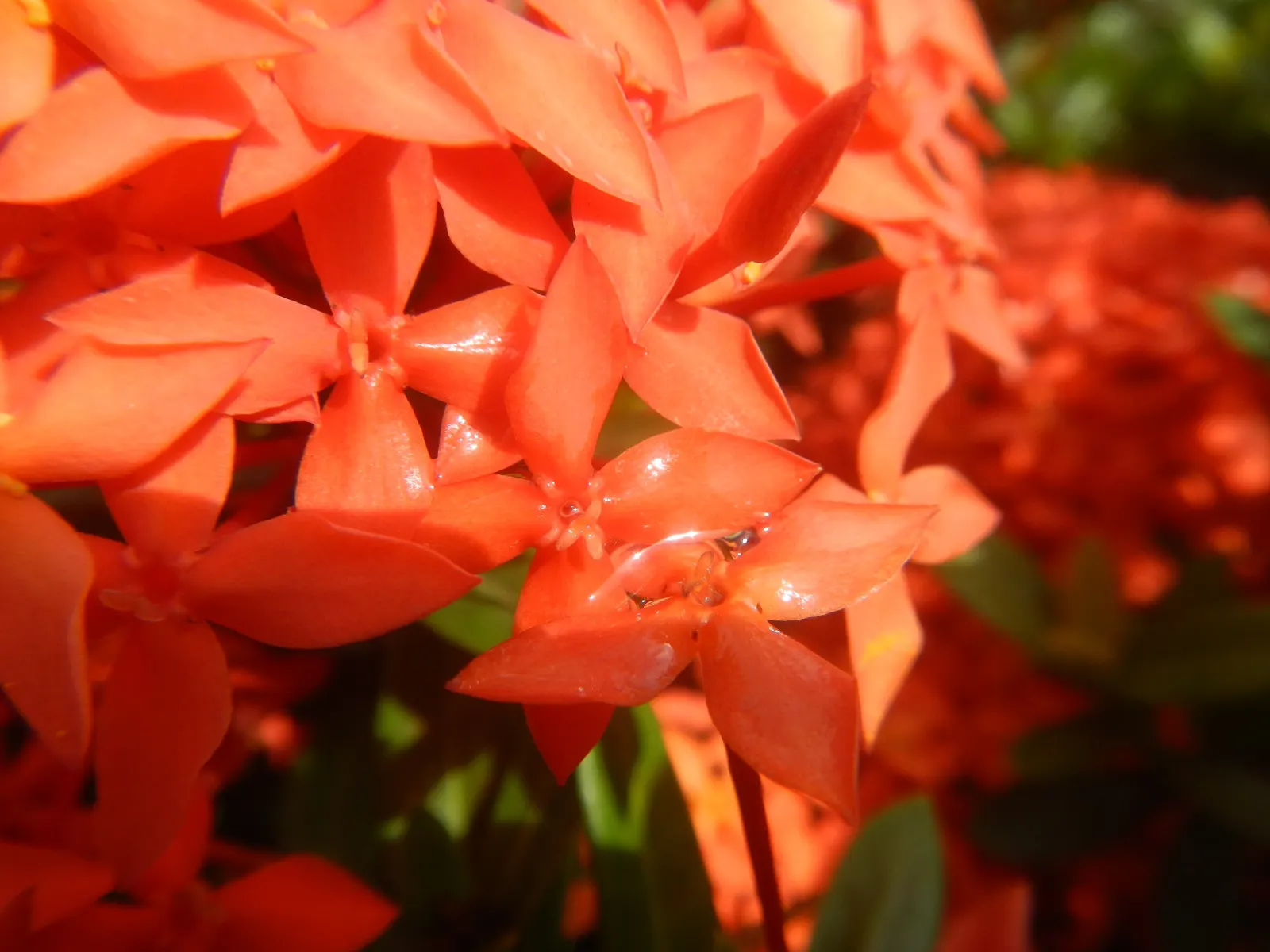 Flame Of The Woods (Ixora Coccinea) — is an evergreen shrub identified by its striking cluster of red flowers; flame of the Woods requires, image 78