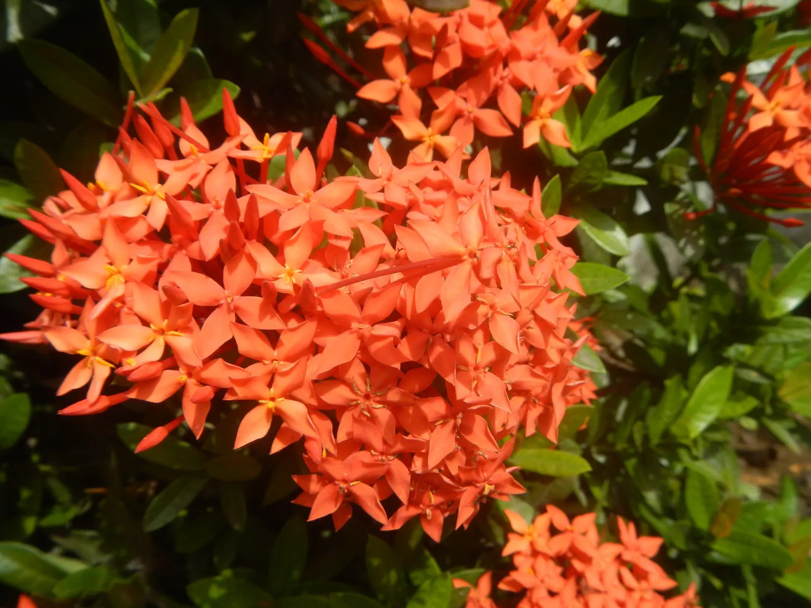 Flame Of The Woods (Ixora Coccinea) — making Ixora coccinea well-suited for hedges or as a standout specimen plant; but in perfect growing, image 130