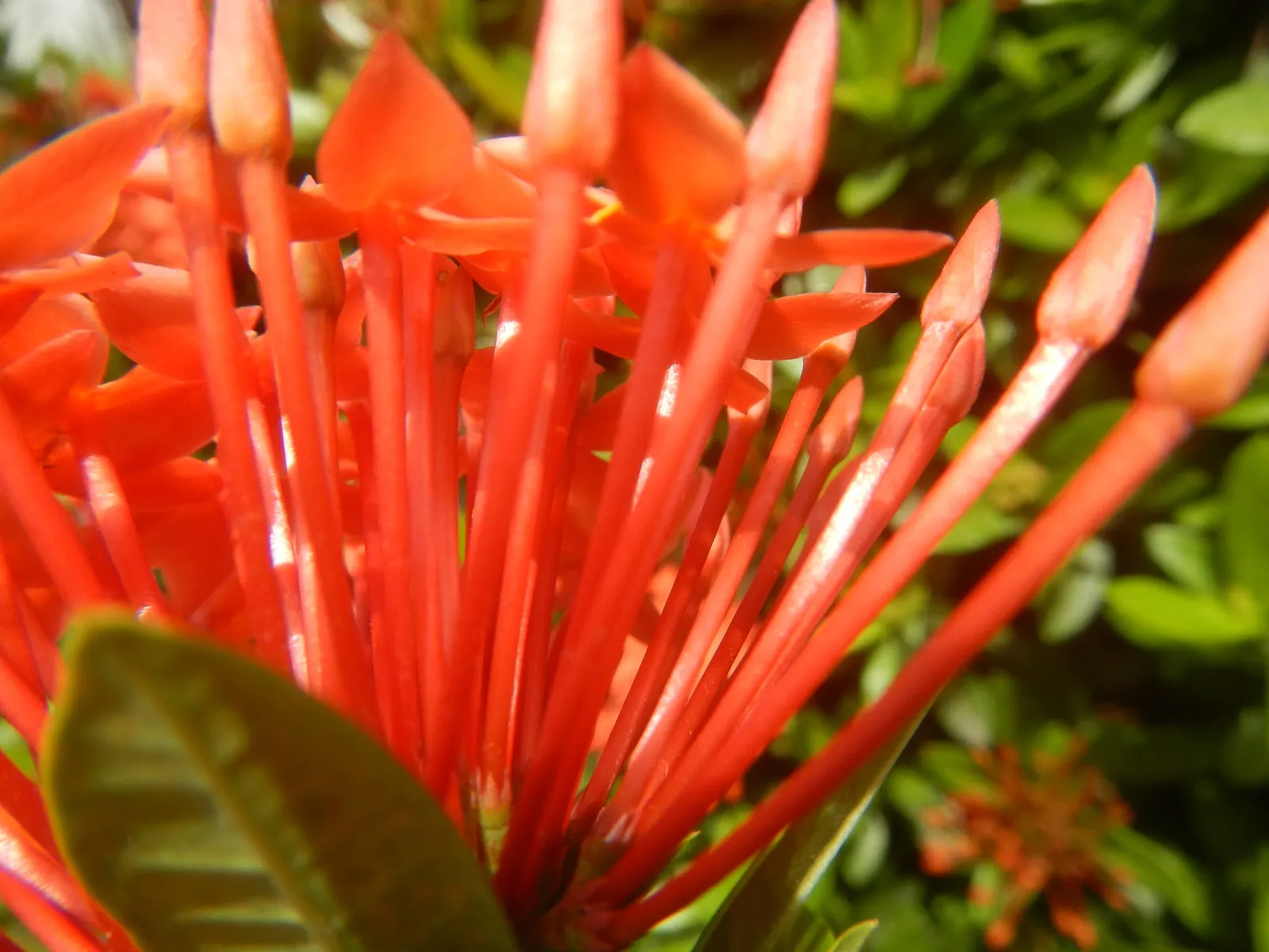 Flame Of The Woods (Ixora Coccinea) — is a vibrant evergreen shrub that adds a tropical flare to the landscape; it's cherished for its profusion of, image 102