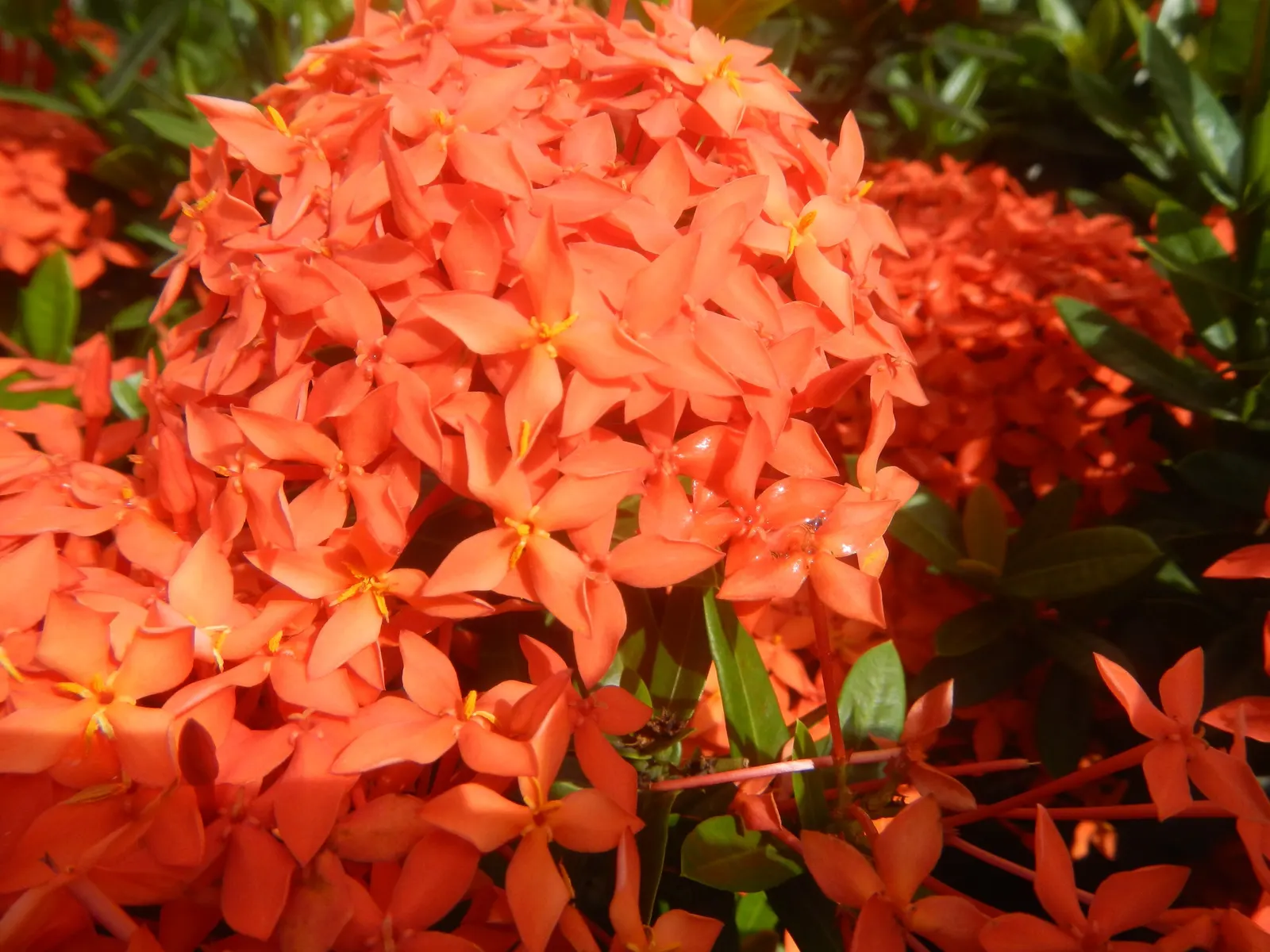 Flame Of The Woods (Ixora Coccinea) — shrub for half; making Ixora coccinea well-suited for hedges or as a standout specimen plant, image 95