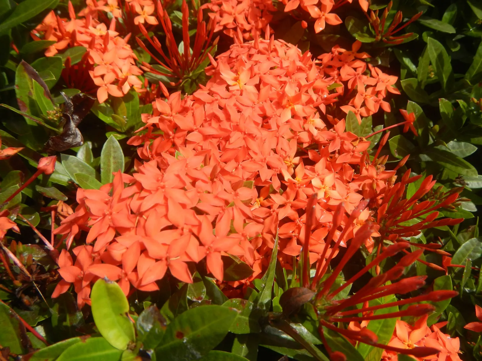 Flame Of The Woods (Ixora Coccinea) — It thrives in full sun, preferring well-draining, acidic soil; shrub with red blooms