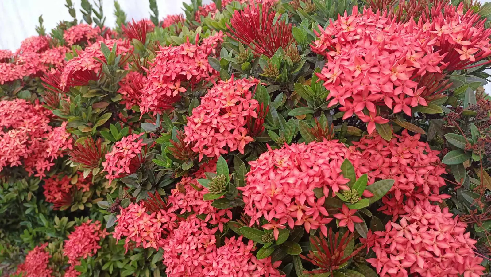 Flame Of The Woods (Ixora Coccinea) — or yellow flower clusters which bloom throughout the year but are most abundant from late spring to early, image 66