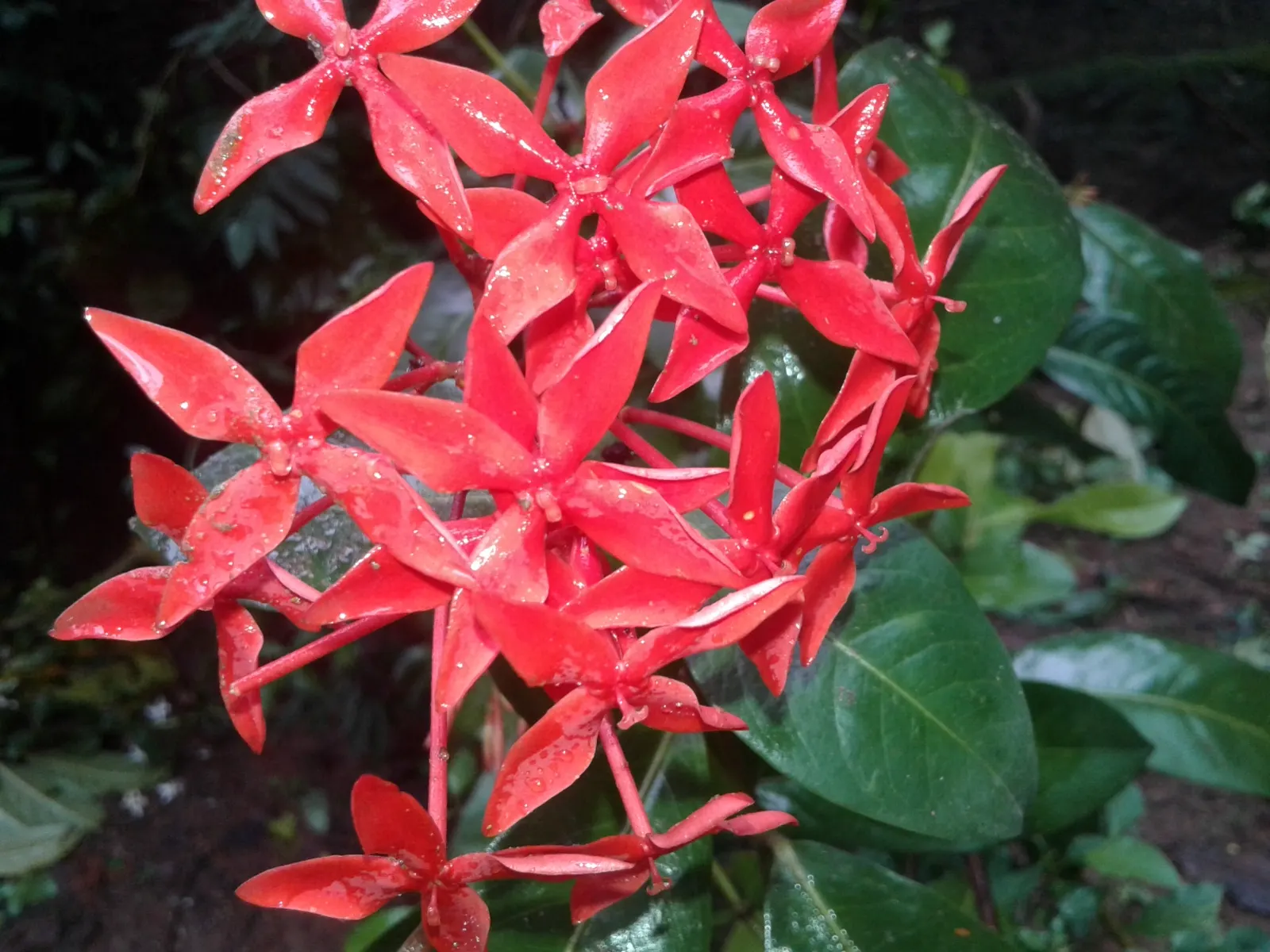 Flame Of The Woods (Ixora Coccinea) — each flower cluster can reach a width of 2 to 5 inches and consists of tiny