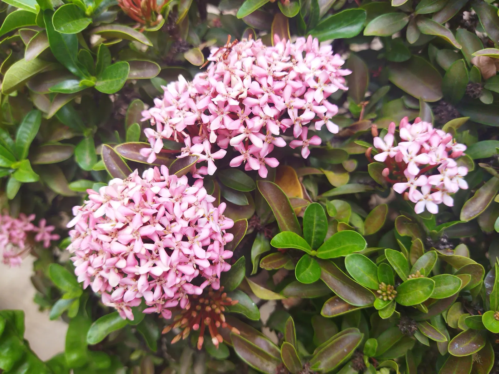 Flame Of The Woods (Ixora Coccinea) — With a mature size of up to 6 feet tall and 5 feet wide, it's ideal for hedges or as a focal plant; commonly, image 137