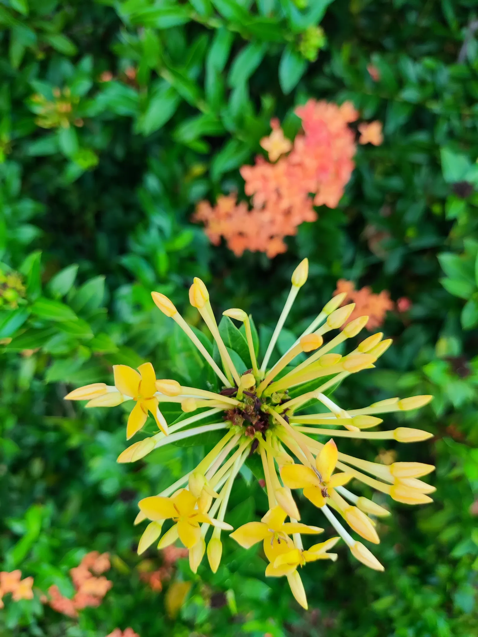 Flame Of The Woods (Ixora Coccinea) — Flame of the Woods requires well-drained, moderately fertile soil with a slightly acidic to neutral pH; red, image 87